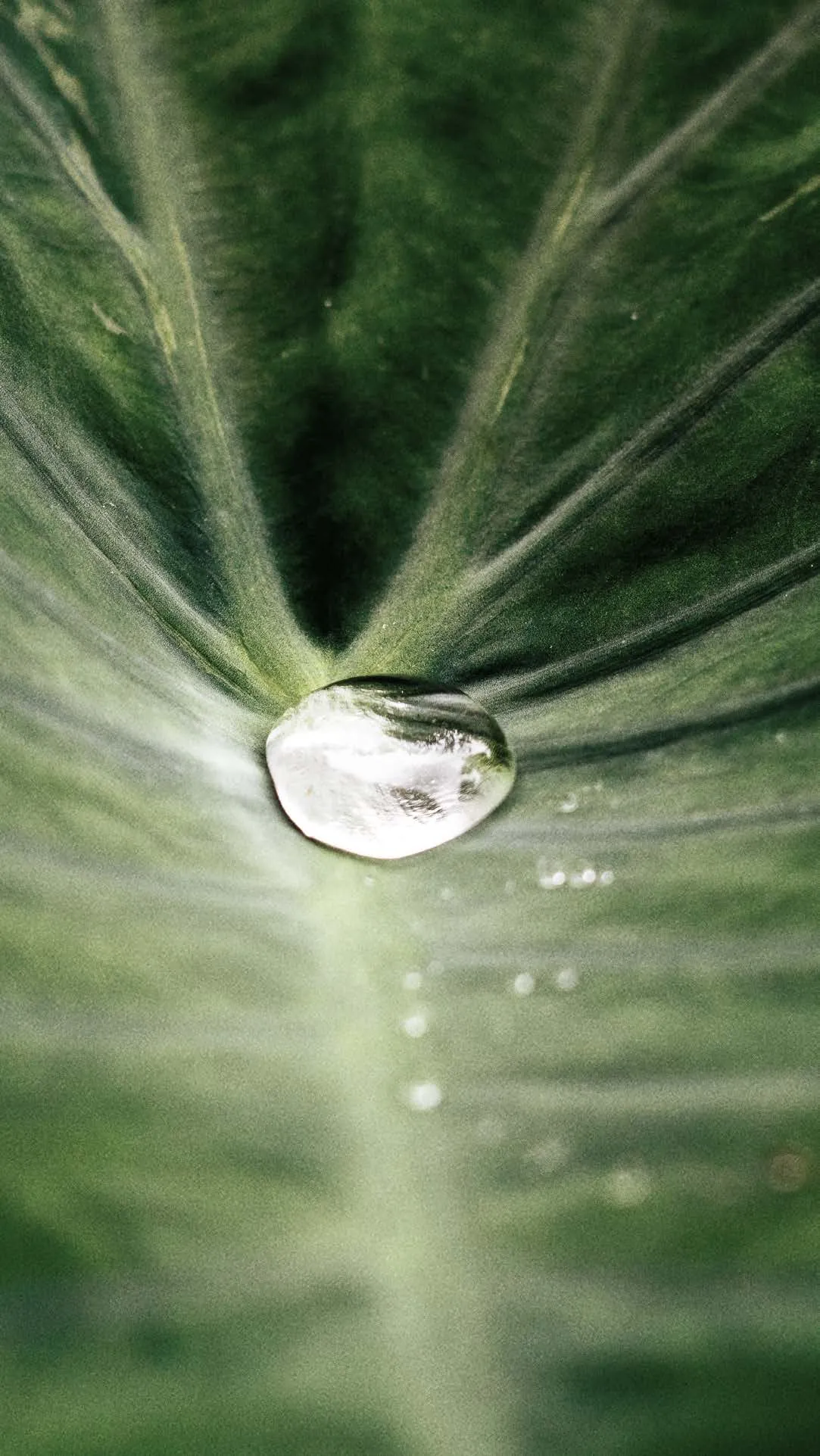 Folha tropical com gota d'água, conceito de natureza do Quarten Ibirapuera
